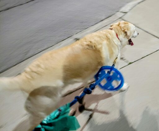 Dog walking with a blue disc on her leash