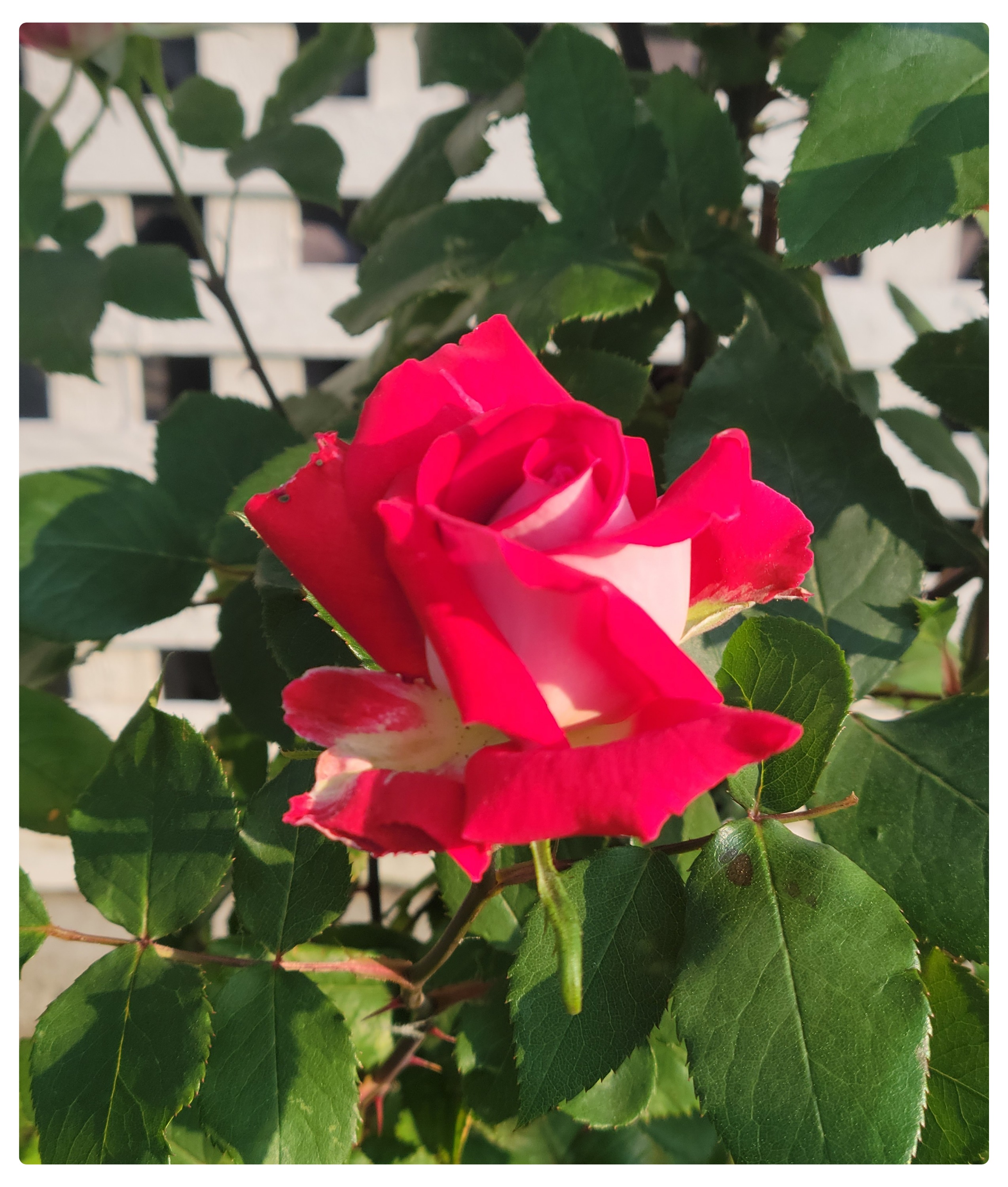 POD: blooming Rose – Geek with Kids